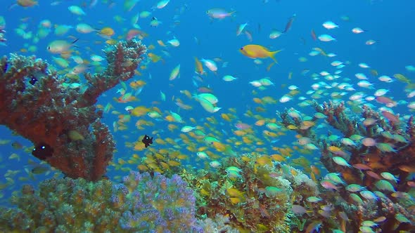 Underwater Tropical Scene Marine