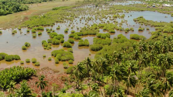 Tropical Landscape with Palm Trees in the Philippines alt