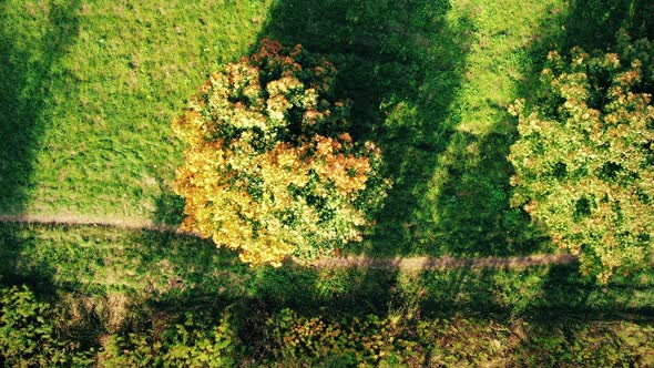 Aerial Top View Over Straight Road With in Colorful Countryside Autumn Forest. Aerial View Above Roa