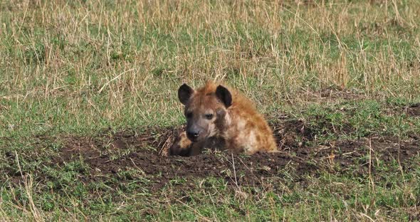 Spotted Hyena, crocuta crocuta, Adult resting, Masai Mara Park in Kenya, Real Time 4K