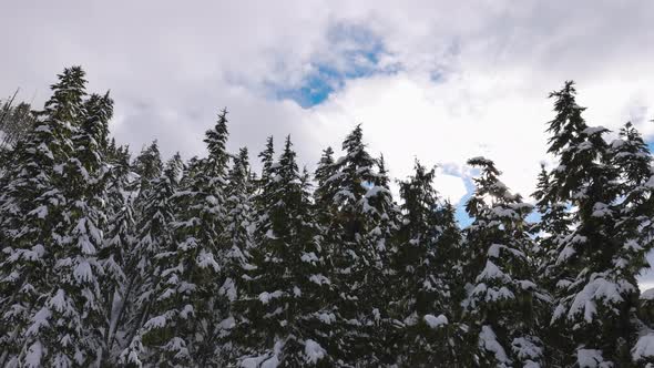 Snowy Forest on Top of the Mountains in Winter During Sunny Morning