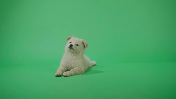 Full View Of A Wagging Tail White Dog Sitting In The Green Screen Studio Then Walking Away