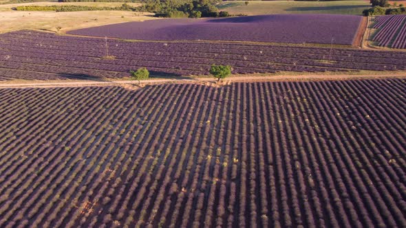 Lavender Field in Valensole, France