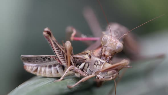 Tight shot of a praying mantis eating a grasshopper while on a leaf.