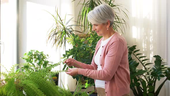 Senior Woman Takes Care of Houseplant at Home