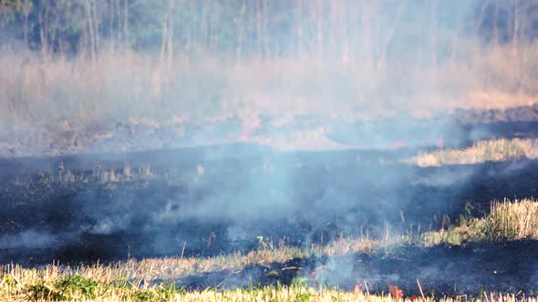 Dry Grass Burning in Forest Fire
