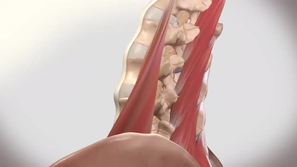 Cervical spine with nerve