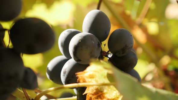 Juicy European Vitis vinifera healthy fruit and golden leaves food slow tilt 2160p 30fps UltraHD foo