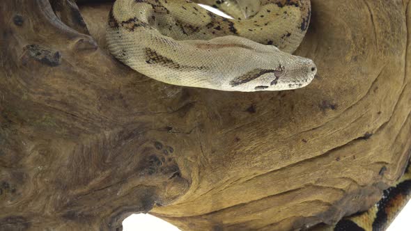 Columbian Boa or Boa Constrictor Imperator on Wooden Snag Isolated in White. Close Up