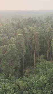 Green Forest on a Summer Day