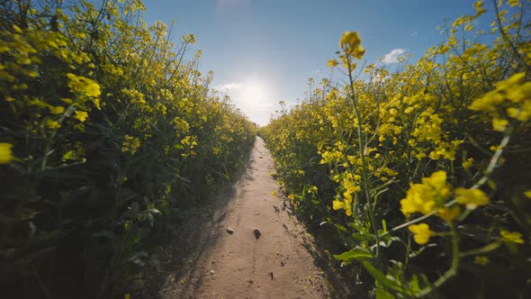 A Path in a Field of Rapeseed on a Spring Day