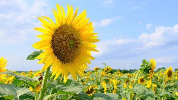 Sunflower Blooming in the Field on Sky Background in Summer Day CloseUp