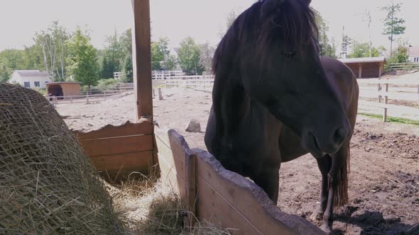 black horse eating hay in farm