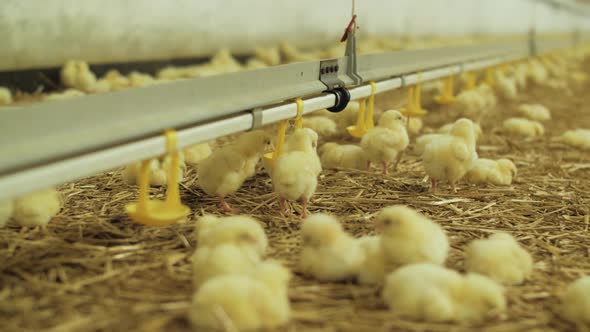 Newborn Chicks For Fattening On Modern Poultry Farm