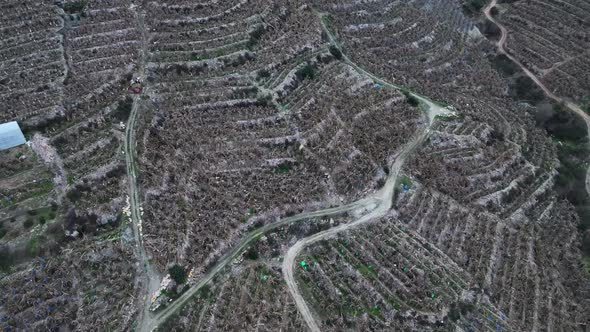 Dry Banana Plantations Aerial View 4 K