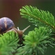 Snail on a Тree - VideoHive Item for Sale