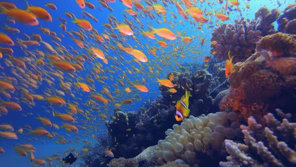 Tropical Coral Garden Orange Fish
