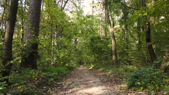 Forest Beautiful Landscape in an Autumn Day