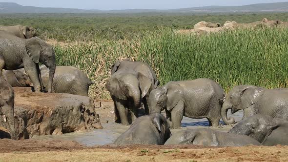 Playful African Elephants In Water