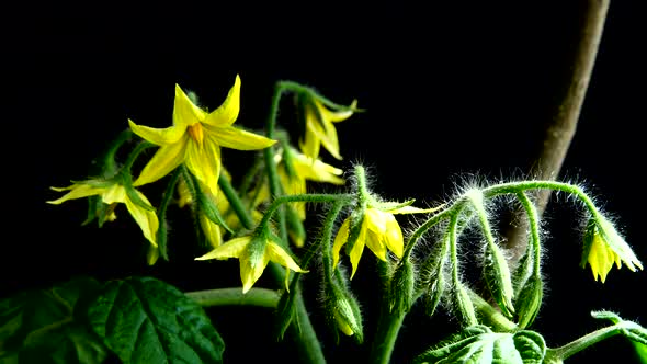 Bush of tomato with flowers on a black background.