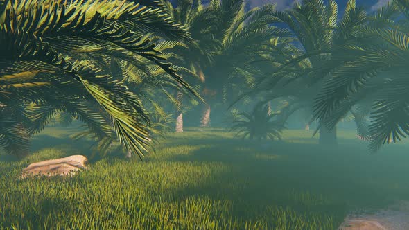 Fog At Filed Of Palms 2k