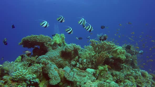 Underwater Scene Banner Fish