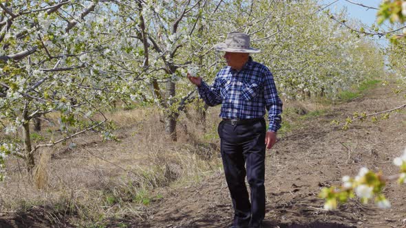 Senior Farmer Worker with Hat Goes Walk in to Inspected Its Flowering Orchard