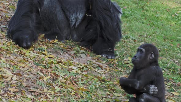 Western lowland gorilla eating leaves