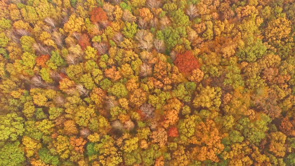 Aerial top down view of autumn forest with green and yellow trees. Mixed deciduous and coniferous fo