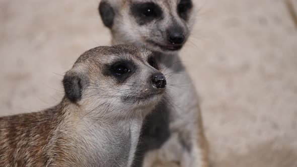 Close up shot of cute Baby Meerkats resting outdoors in sunlight and watching around with black eyes