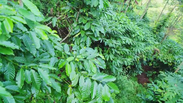 Shooting Aerial, a Coffee Farm, a Grade Arabica Coffee, Real Coffee Plantation. Farmer Collects