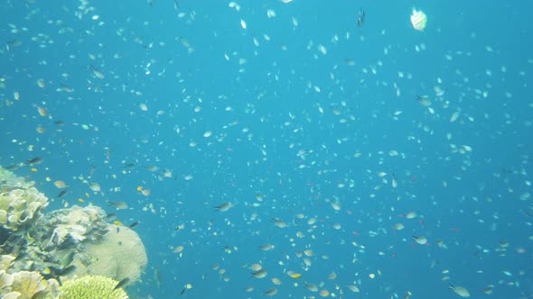 Tropical Fish in the Blue Ocean. Leyte, Philippines