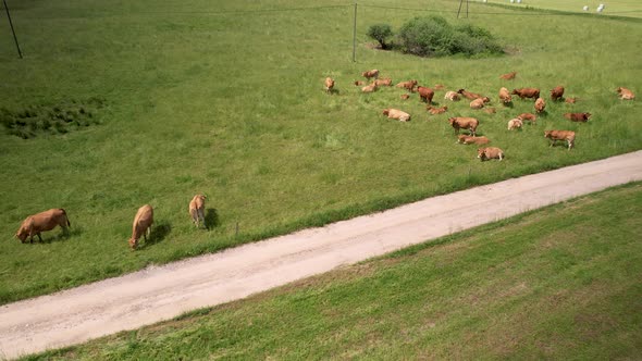 Drone shot showing peaceful herd of brown cows and cattles eating on countryside farm in sunlight