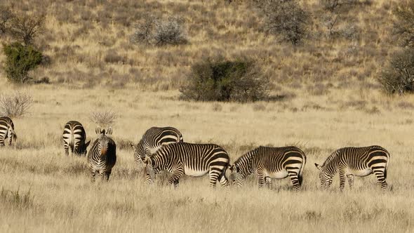 Cape Mountain Zebras In Open Grassland