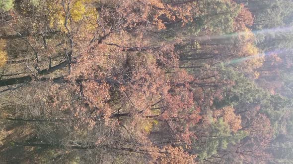 Vertical Video of an Autumn Forest During the Day in Ukraine