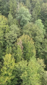 Aerial View of Trees in the Forest