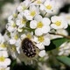 Beetle On The Colors Of The Bride - VideoHive Item for Sale
