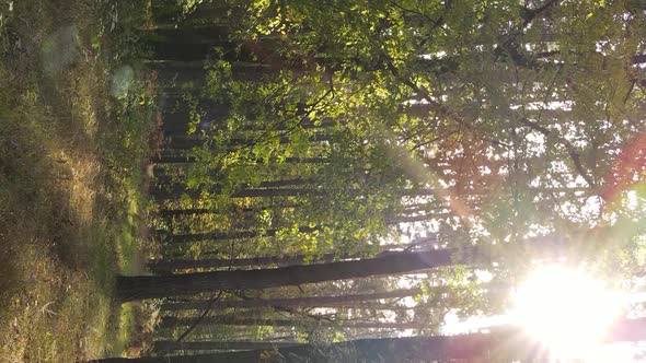 Vertical Video of the Forest on an Autumn Day Slow Motion