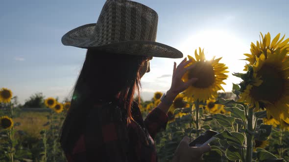 Farmer Girl Working with Tablet in Sunflower Field Inspects Blooming Sunflowers, Plans To Harvest