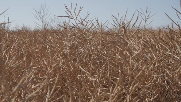 Ripe Rapeseed In The Field On A Background Of The Sky