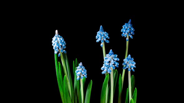 Blue Grape Hyacinth Muscari Flowers Blooming in Time Lapse.  Tender Flowers Open Blossoms