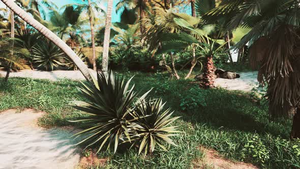 Tropical Palms and Plants at Sunny Day