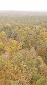 Vertical Video Autumn Forest with Trees By Day