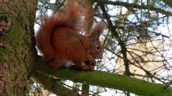 Red Squirell Eating Walnut 