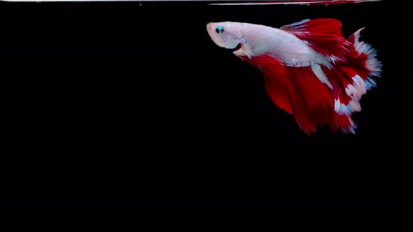 Siamese fighting fish (Betta splendens) alt