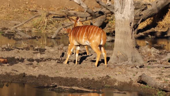 Young Nyala bulls play fighting at the water edge of a lake in South Africa