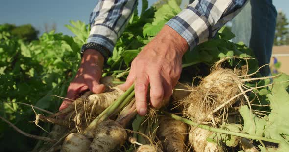 Mature man working on farm