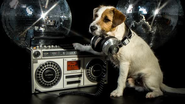 dog disco puppy animal pet funny music doggy hifi stereo ghettoblaster