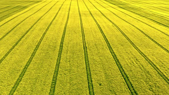 Field of rapeseed in Poland countryside. Aerial view of agriculture.