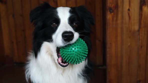 Funny Cute Puppy Dog Border Collie Holding Toy Ball in Mouth at Home Indoor